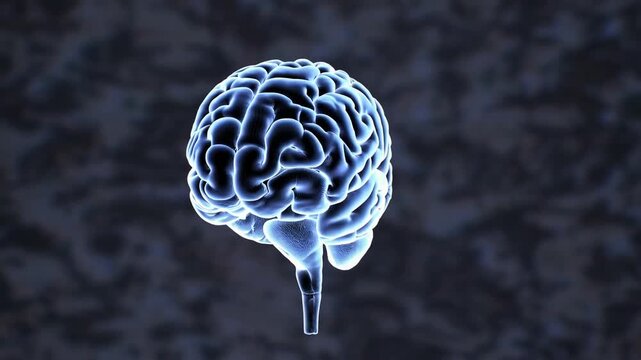organ of the central nervous system depicted against dark backdrop3d digital artwork