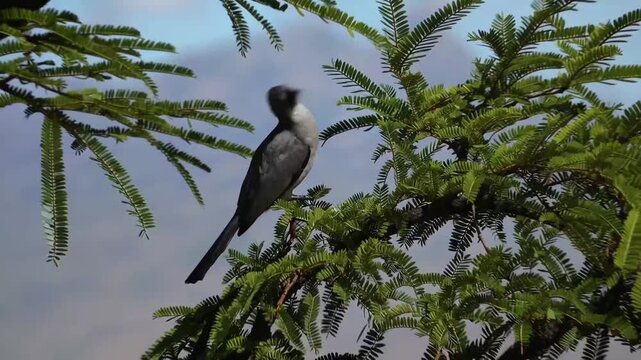 Grey-backed Fiscal bird, Lanius excubitoroides, perched on branch of acacia tree in Tanzania