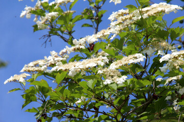 Common viburnum (Viburnum opulus) blooms in the garden
