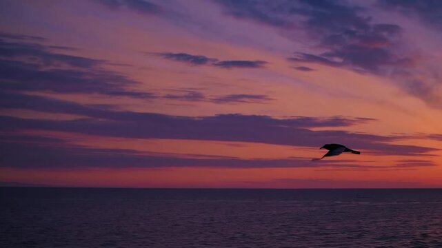 Solitary Bird in Flight Against Dramatic Orange and Yellow Ocean Sunset Sky