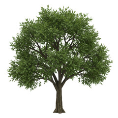 Obraz premium A lush green deciduous tree with a full canopy of leaves isolated on transparent background