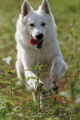 PASTOR BLANCO SUIZO CORRIENDO POR UN CAMPO