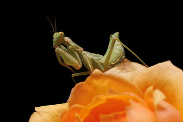 MANTIS RELIGIOSA SOBRE FLOR NARANJA CON FONDO NEGRO