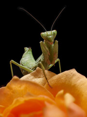 MANTIS RELIGIOSA SOBRE FLOR NARANJA CON FONDO NEGRO