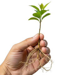 Hand holding a small green plant with visible roots isolated on transparent background