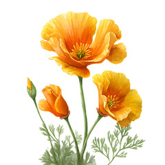 Fototapeta premium Vibrant golden poppies in full bloom. Botanical illustration.