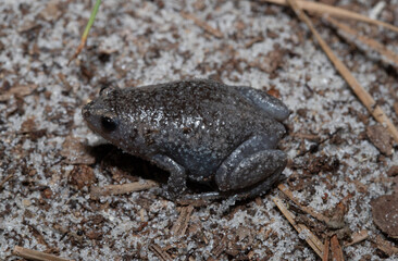 Eastern Narrow-Mouth Toad, Gastrophryne carolinensis, active at night on the sandy soil near the Atlantic coast of South Carolina.