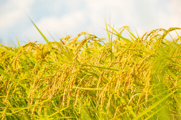 夏の稲穂