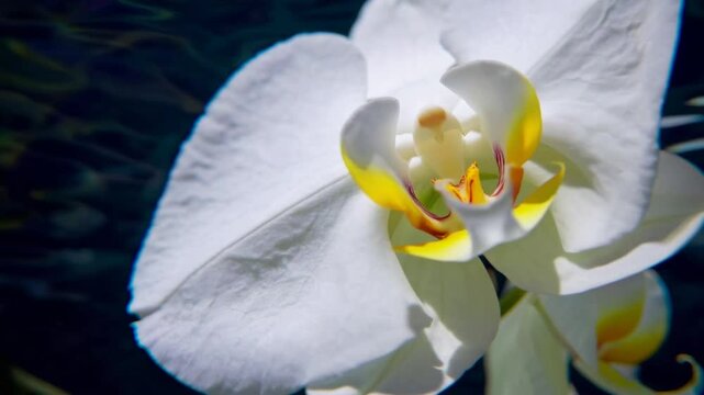 White and Yellow Orchid Blossoms Submerged and Floating in Body of Water
