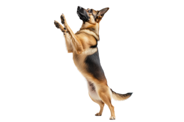 German shepherd dog jumping up, isolated on transparent background