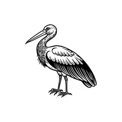 Detailed black and white drawing of a standing stork with long beak Silhouette Vector 