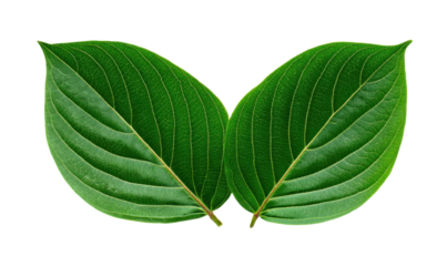Two vibrant green leaves