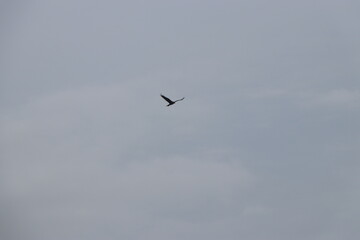 birds in flight