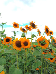 Viele Sonnenblumen auf einem Feld