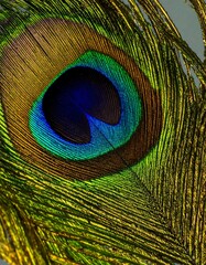 Obraz premium Peacock Feather Close-up