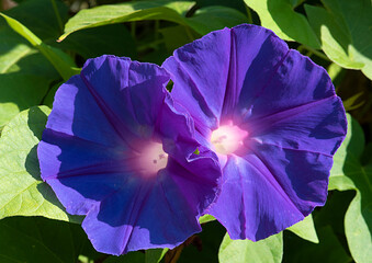  Ipomoea purpurea