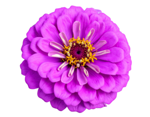 Firefly_peony flowers isolated on white - Firefly_Purple Zinnia flower head on transparent background
