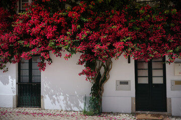 Front door of vine covered house in Portugal