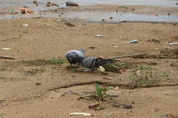 pigeon couple eating their food 
