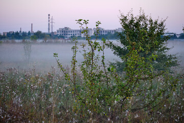 Misty dawn over the field.