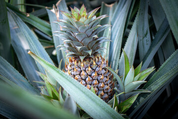 Pineapple plantation, Tahiti