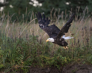Adult bald eagle with mulch in is talons
