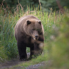 Fototapeta premium Large sow bear walking down a path