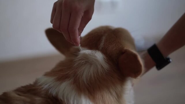 the dog is treated with a flea remedy. The dog is dripped on the withers with a parasite remedy