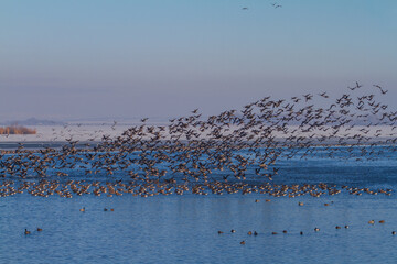 A large flock of ducks flying over the lake