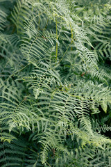 Green fern plants - vertical photo background