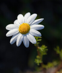 Obraz premium Daisy