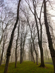 Niebla entre árboles