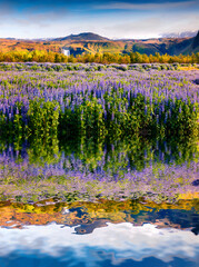 Blooming lupine flowers near amazing Skogafoss waterfall in south Iceland, Europe.