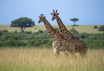 A captivating and striking image of two giraffes with their long necks crossed in a stunning savanna landscape