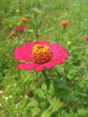 Close-up of a vibrant pink zinnia flower with yellow center blooming in a green field