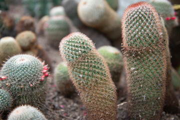 Close Up of Mammillaria Magnifica – Rare Ornamental Cactus with Spines