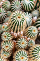 Close Up of Parodia Magnifica (Ball Cactus) – Rare Ornamental Succulent