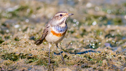 robin on a branch
