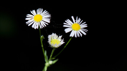 daisies on black