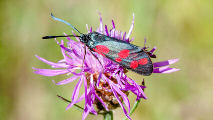 bug on a flower