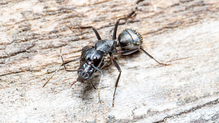 ant on the ground