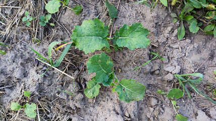 Green turnip leaves in an agricultural field. Large white turnip grows in the garden and farm field.