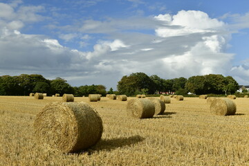Jersey, U.K. St. Lawrence. Agricultural scene with dramatic skies at the end of Summer. © alagz