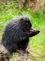 Cute porcupine in the green summer garden