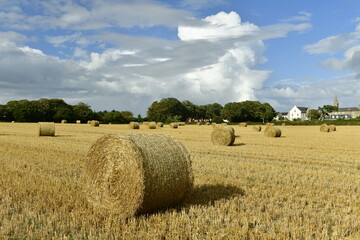 Fototapeta premium Jersey, U.K. St. Lawrence. Agricultural scene with dramatic skies at the end of Summer.