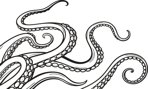 Whimsical tentacles of an octopus hand drawn sketch marine life sea creature deep sea ocean wildlife artistic representation of cephalopod