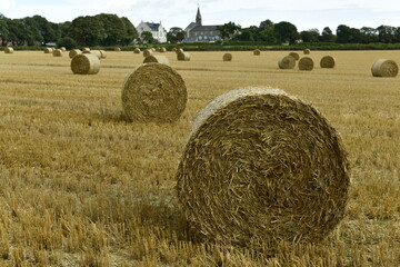 Jersey, U.K. St. Lawrence. Agricultural scene with dramatic skies at the end of Summer.
