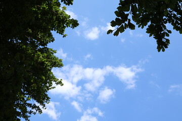sky and tree