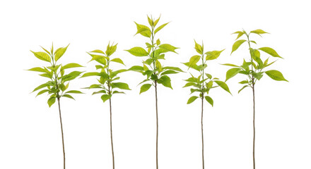 A row of young saplings isolated on transparent background, symbolizing growth, new beginnings, and the beauty of nature