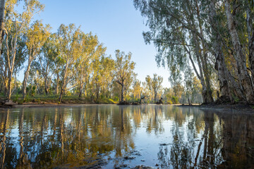 Fototapeta premium Western Australia bush and riverside trees reflected in river with sun breaking through illuminating in bright yellow pandanus leaves hanging over water